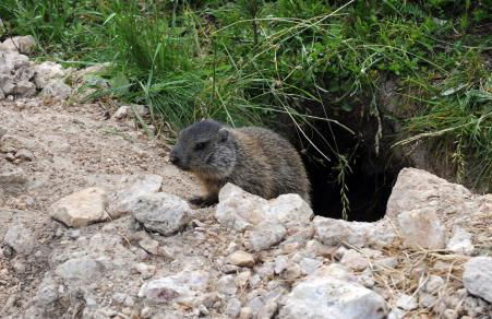 L'GROF - AL CONTE - Photo 24