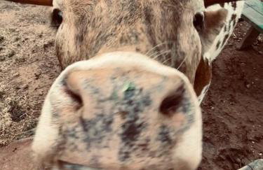 Farm Charm - Foto 15