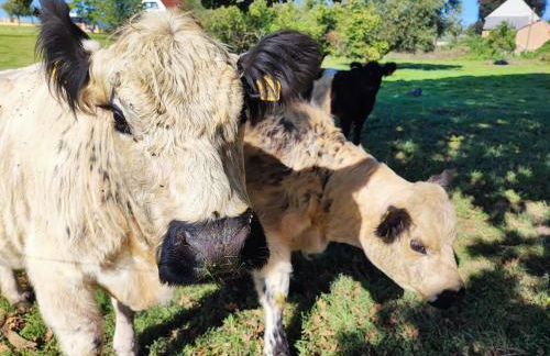 Urlaub im Neuseenland - Foto 28