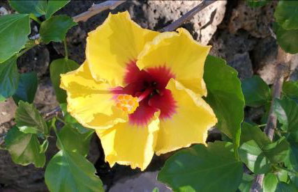 Prince Kuhio 110 - Foto 33