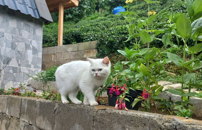 Sarp bungalov - Photo 10