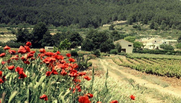 Domaine viticole Balcona