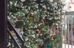 Le camelie - Foto 74