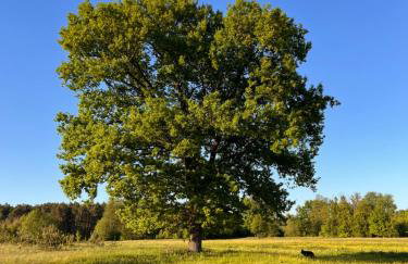 Woodland - dom z sauną i balią - Foto 42