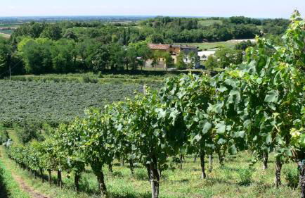 Agriturismo Tenuta Le Sorgive - Foto 75