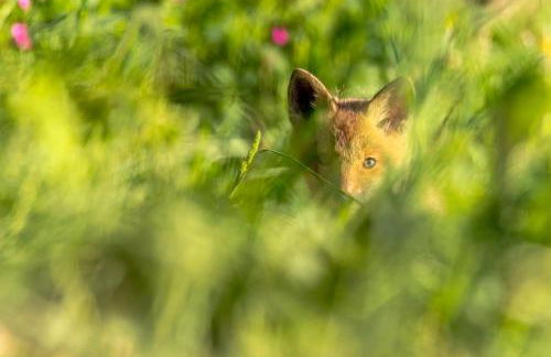 L'Orgelétaine : Grande Maison au milieu des Lacs du Jura - Foto 66