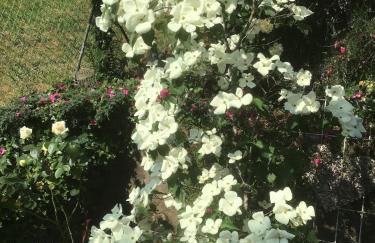 Apartment Rose - Photo 19