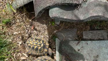 Family House - Foto 3