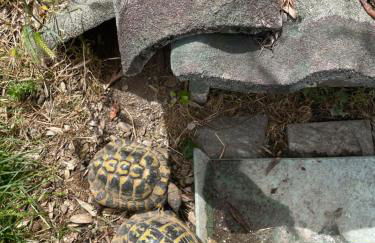 Family House - Foto 3