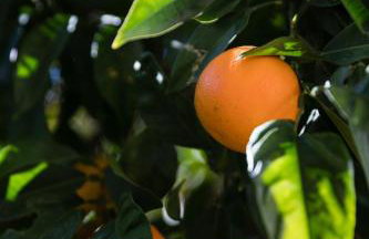 Apartment Coral - Foto 23