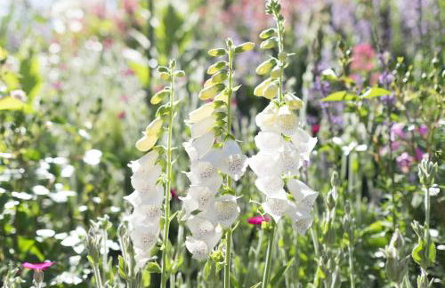 Ferienwohung Traumgarten - Foto 24