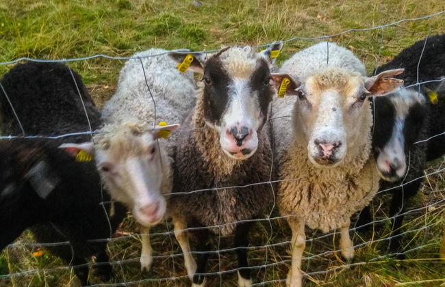 Lystikämän elämys - Foto 40