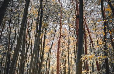 Ferienwohnung Sommerwind - Foto 25