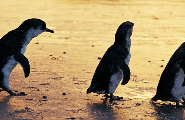 Phillip Island Private Day Trip - Photo 1