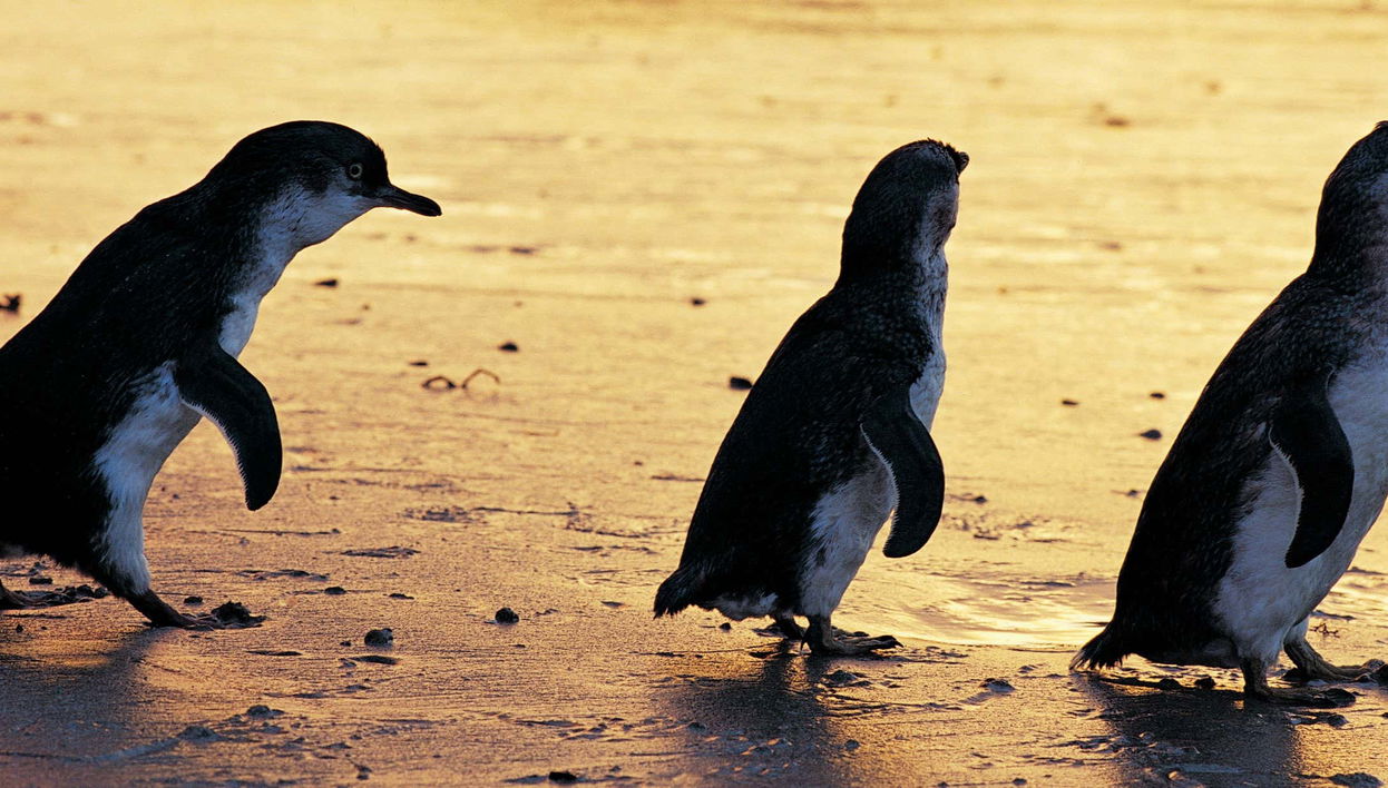 Escursione privata a Phillip Island