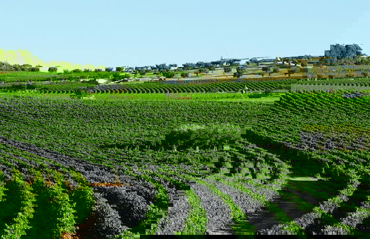 Masseria Amastuola Wine Resort - Photo 74