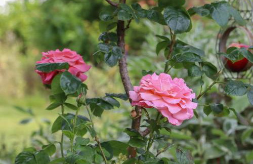 Spindlewood Cottage - Foto 43