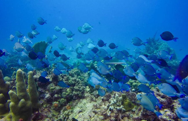 Diving adventure at Catalina Island - Foto 1