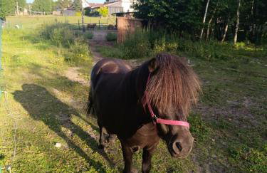 Agroturystyka Pod Pstrągiem - Foto 54