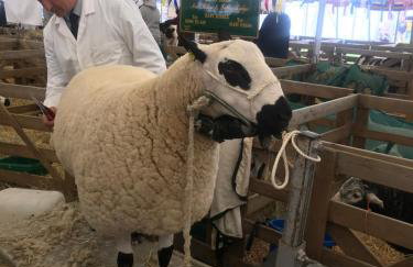 Chestnut Lodge - Foto 38