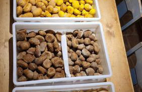 Podere Spedalone - Foto 17