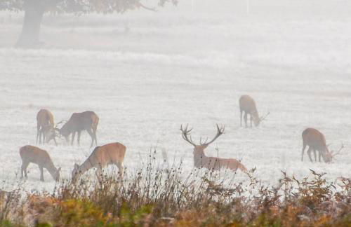 SW19 - Quiet split-level 2-bedroom maisonette with garden - Foto 6