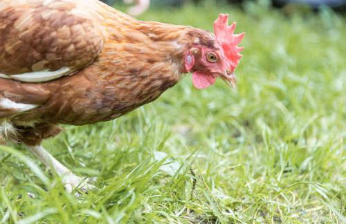 Innerkohlerhof - Photo 50