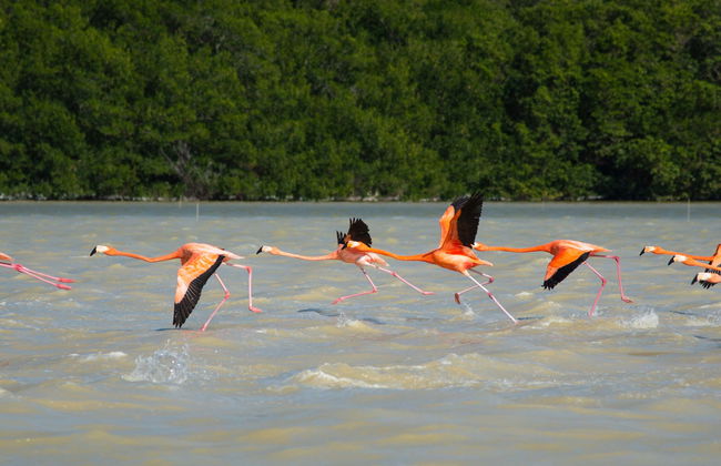 Sisal & Celestún Tour - Photo 1