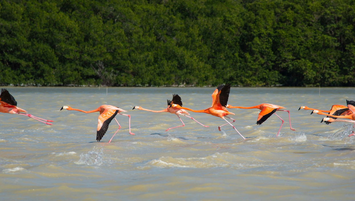 Sisal & Celestún Tour