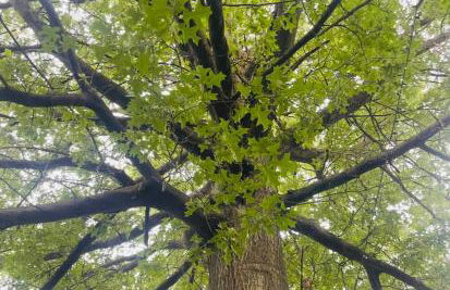 Tree House 6 bedrooms, 2 blocks from everything - Foto 54