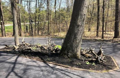 Morning Dove - Hidden Brookside Cottage in the Woods - Hot Tub - Fire Pit - Pet-Friendly - Seneca & Keuka Wine Trails - Foto 25