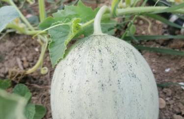 Agriturismo Etico Le Grazie - Foto 8