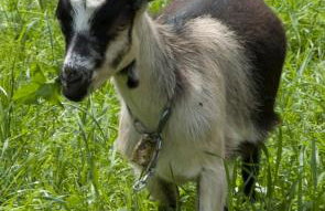 Obermoserhof - Foto 28