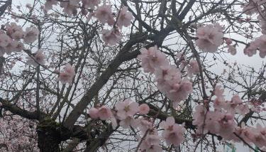 Haus am Wald Radlerrast - Foto 4