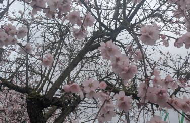 Haus am Wald Radlerrast - Foto 4