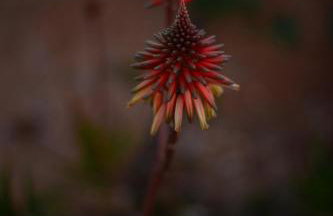 Alkionides Villas - Foto 37