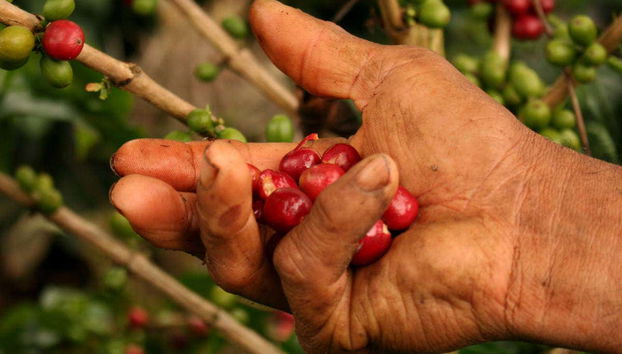 Coffee Farm Tour - Photo 2
