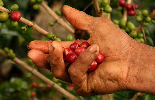 Visite autour du café de Cali - Photo 1