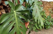 Casa Maricolilla - Foto 53