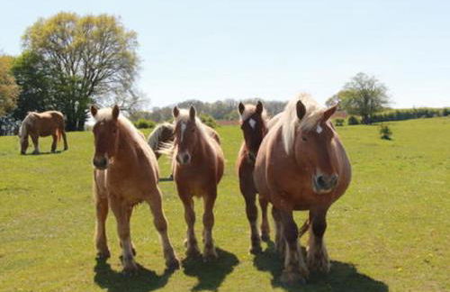 L'oriere des Bois - Foto 31