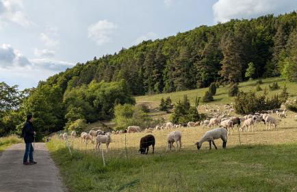 Ferienwohnung Eppler - Foto 7