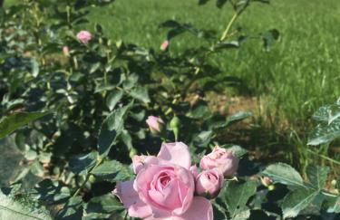 Agriturismo La Casina nel Vigneto - Foto 14