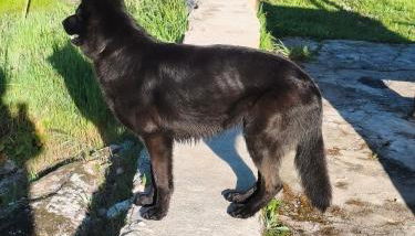 Tapada das Carvalhas - Foto 5