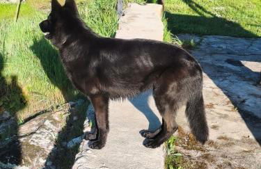 Tapada das Carvalhas - Foto 5