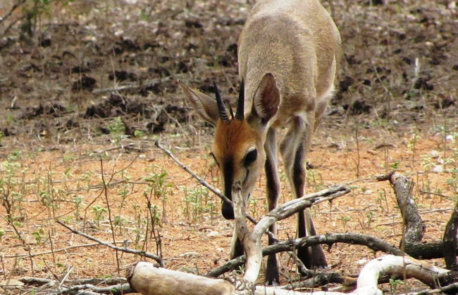 Umvangazi Rest - Enjoy a Relaxing, Rejuvenating and Peaceful Setting in the Bush - Foto 44