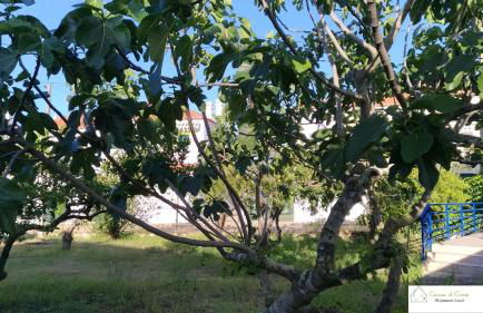 Casa D'Avó (R/C) - Photo 19