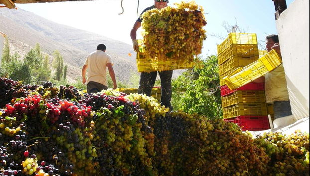 Tour del pisco por el Alto Elqui - Foto 4, Veremos cómo se recolectan las uvas