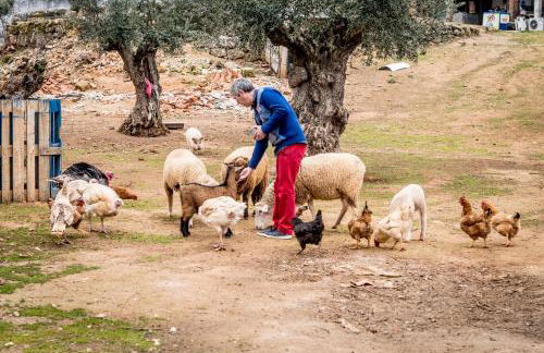 Quinta Manel da Gaita - Foto 8