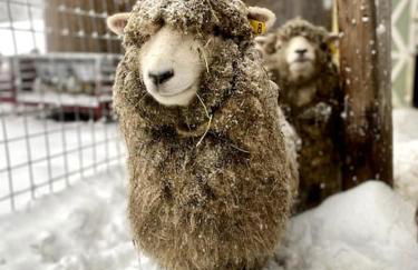 Luxury Farm Stay-Bonds Corner Bungalow-Wolf Pine Hollow - Foto 14