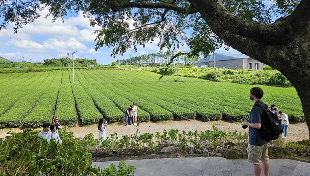 Tour dell'isola di Jeju - Foto 3, Coltivazioni di piante di tè di O'suloc